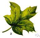 maple-like - resembling maple