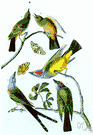 flycatcher - large American birds that characteristically catch insects on the wing