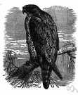 short-toed eagle - any of numerous large Old World hawks intermediate in some respects between typical hawks and typical eagles