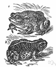 Bufo calamita - common brownish-yellow short-legged toad of western Europe