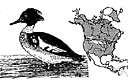 Mergus serrator - widely distributed merganser of America and Europe