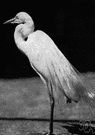 great white heron - a common egret of the genus Egretta found in America