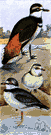 kildeer - American plover of inland waters and fields having a distinctive cry