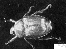genus Popillia - a genus of Scarabaeidae