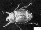 Popillia - a genus of Scarabaeidae