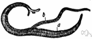 Haematobia - European genus of bloodsucking flies