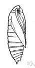 Gelechia - type genus of the Gelechiidae: pink bollworms