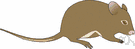 Mus - type genus of the Muridae: common house mice