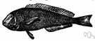 tilefish - important marine food fishes