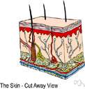stratum basale - the innermost layer of the epidermis