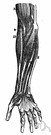 anconeous muscle - the muscle that extends the forearm and abducts the ulna in pronation of the wrist