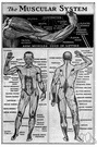 muscular structure - the muscular system of an organism