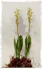 fen orchid - small terrestrial orchid of eastern North America and Europe having two nearly basal leaves and dull yellow-green racemose flowers