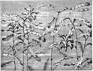 Potamogeton crispus - European herb naturalized in the eastern United States and California