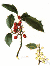 Christmas holly - an evergreen tree