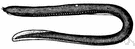 Myxine glutinosa - typical hagfish
