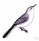 gnatcatcher - very small North American and South American warblers