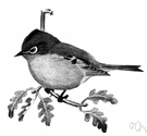 Regulus calendula - American kinglet with a notable song and in the male a red crown patch