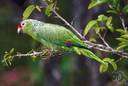 Amazona - a genus of Psittacidae