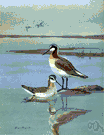 Steganopus - a genus of Phalaropidae