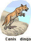Canis dingo - wolflike yellowish-brown wild dog of Australia