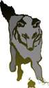 gray fox