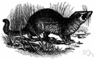 palm civet - spotted or striped arboreal civet of southeast Asia and East Indies