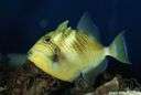 queen triggerfish - tropical Atlantic fish