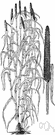 cattail millet - tall grass having cattail like spikes