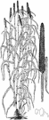 Pennisetum Americanum - tall grass having cattail like spikes
