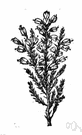 Calluna vulgaris - common Old World heath represented by many varieties