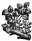 mulberry fig - thick-branched wide-spreading tree of Africa and adjacent southwestern Asia often buttressed with branches rising from near the ground