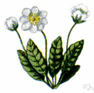 Dryas octopetala - creeping evergreen shrub with large white flowers
