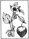 miltomate - Mexican annual naturalized in eastern North America having yellow to purple edible fruit resembling small tomatoes