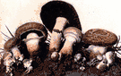 Agaricus campestris - common edible mushroom found naturally in moist open soil
