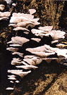 oyster agaric - edible agaric with a soft greyish cap growing in shelving masses on dead wood