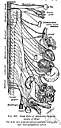 autonomic - relating to or controlled by the autonomic nervous system