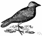 Corvus monedula - common black-and-grey Eurasian bird noted for thievery