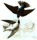 Tree swallow - bluish-green-and-white North American swallow