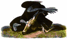 Coragyps - a genus of Cathartidae