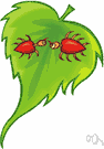family Acaridae - mites