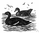 scooter - large black diving duck of northern parts of the northern hemisphere