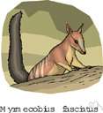banded anteater - small Australian marsupial having long snout and strong claws for feeding on termites