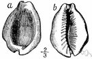 Money cowrie - cowrie whose shell is used for money in parts of the southern Pacific and in parts of Africa