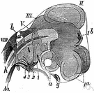olfactory nerve - a collective term for numerous olfactory filaments in the nasal mucosa