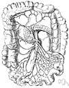 mesenteric plexus - a plexus of autonomic nerves
