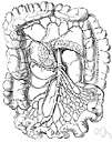plexus mesentericus - a plexus of autonomic nerves