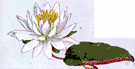 Nymphaeaceae - dicot aquatic plants