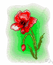 genus Papaver - type genus of the Papaveraceae