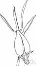 spreading pogonia - orchid of northeastern United States with magenta-pink flowers having funnel-shaped lip